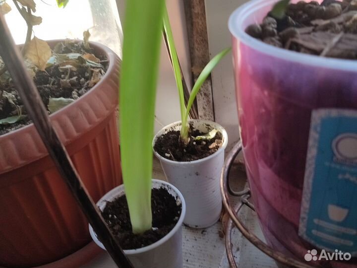 Гиппеаструм детки