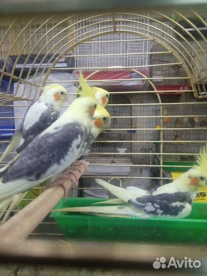 Попугай Корелла.Ц.Рынок