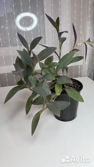 Традесканция зебрина