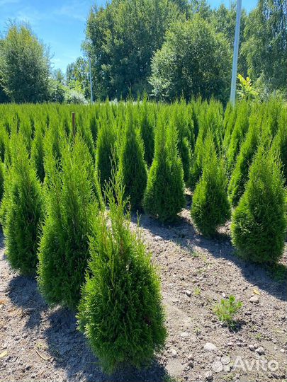 Туя Смарагд 80 см