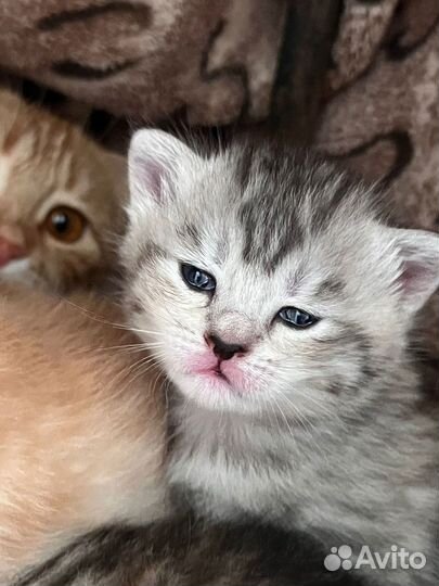 Шотландская кошечка