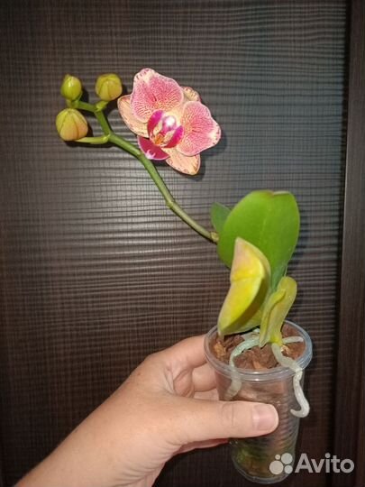 Фаленопсис пират пикоти бабочка