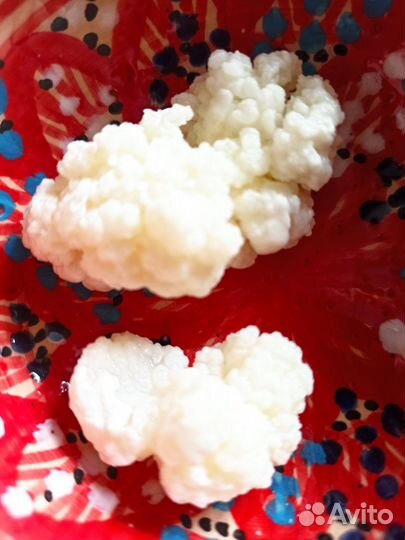 Тибетский молочный гриб