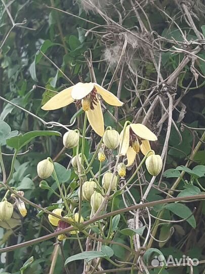 Клематисы княжики