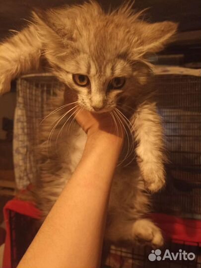Пушистая кошечка 2 месяца