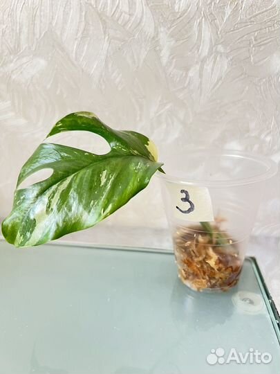 Монстера рафидофора вариегатная (минима)