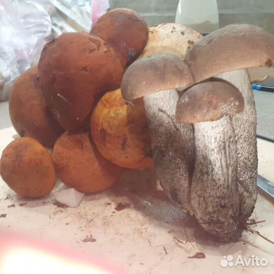 Грибы лесные