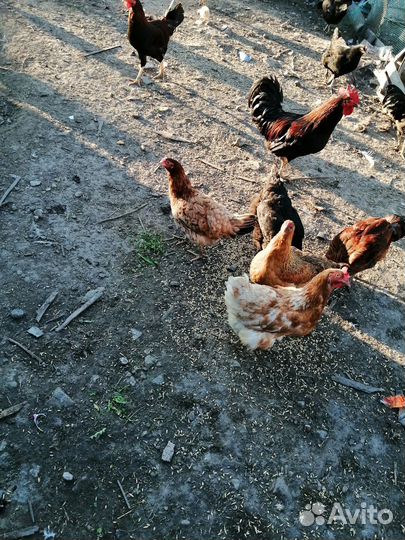 Куры несушки продам