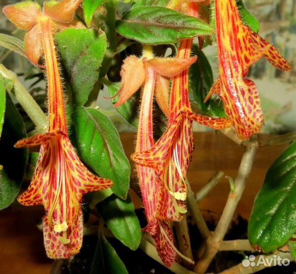 Колумнея, эсхинантус,нематантус,эписция