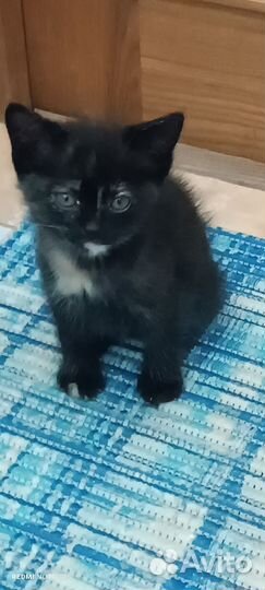 Отдадим в добрые руки котят