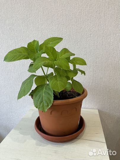 Гортензия комнатная