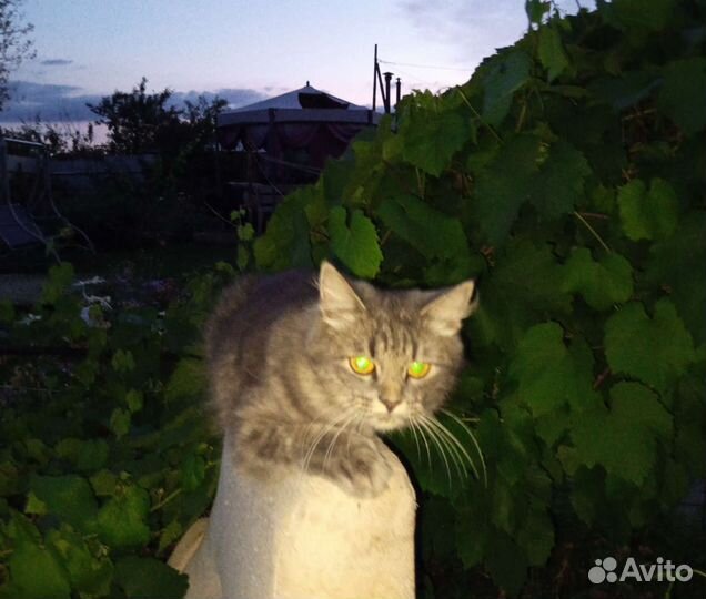 Котята в добрые руки бесплатно