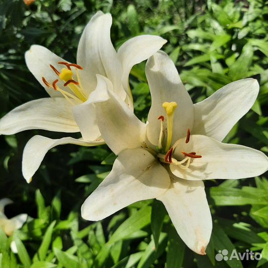 Цветы многолетние