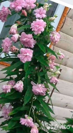 Растения для сада. Калистегия- махровый вьюн