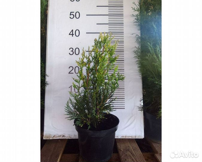 Туя западная Корник