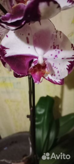Орхидея фаленопсис