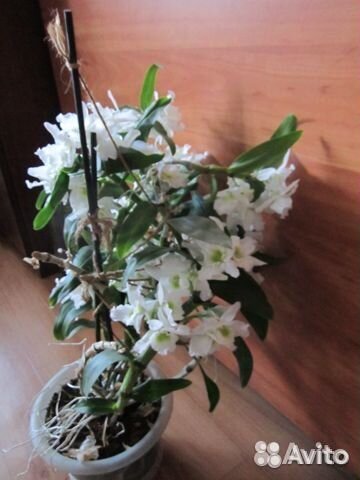 Дендробиум