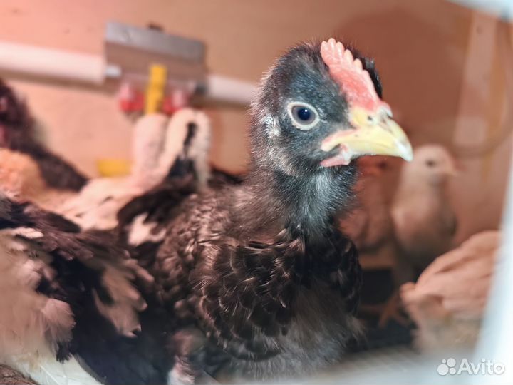 Петух Амрокс цыпленок 3 недели