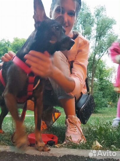 Передержка собак, кошек и грызунов