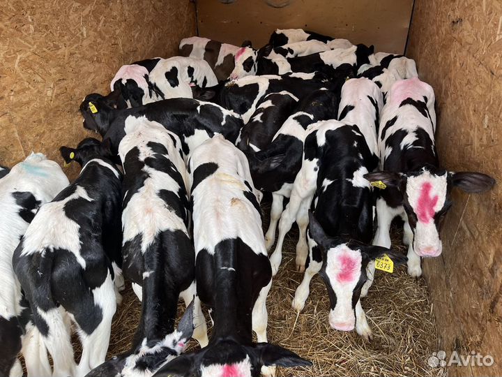 Телята бычки