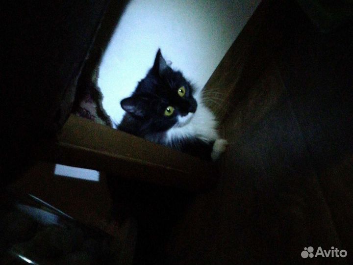 Кошечка в добрые руки