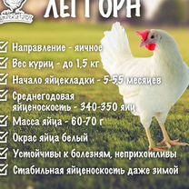 Куры молодки несушки