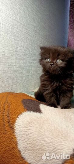 Шотландская