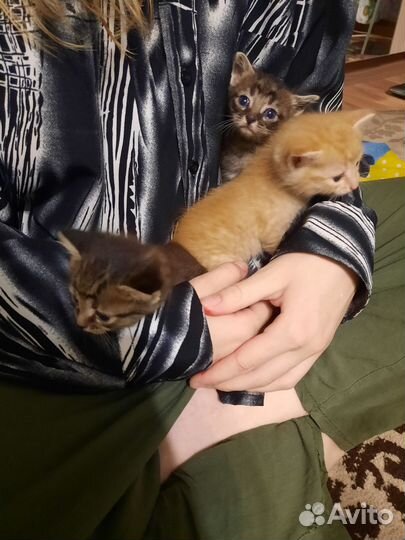 Котята бесплатно
