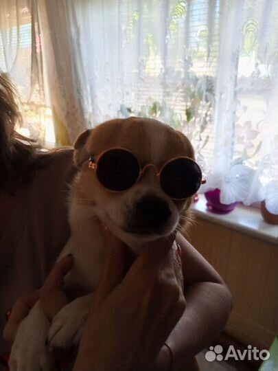 Вязка кобель чихуахуа