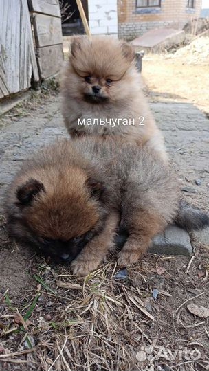 Померанский шпиц