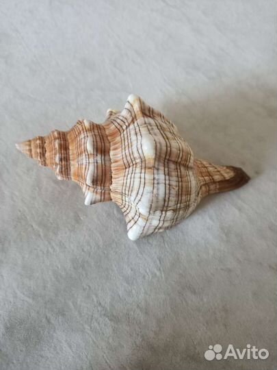 Морская раковина