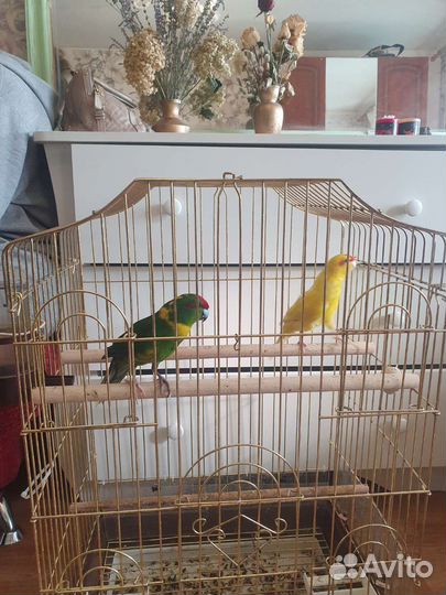 Новозеландские какарики