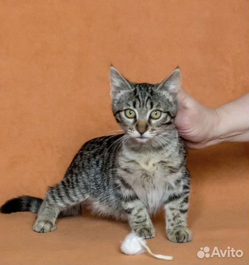 Полосатка котенок Ася из Донецка 3 мес. в дар