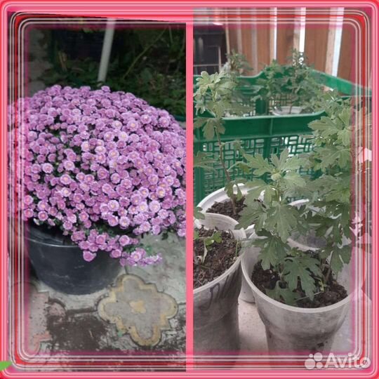 Хризонтема мультифлора