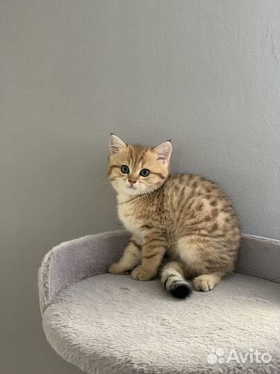 Британская золотая шиншилла котенок