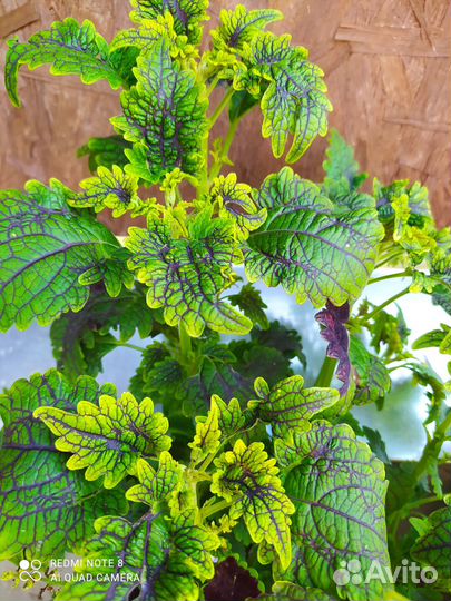 Колеусы вегетативные