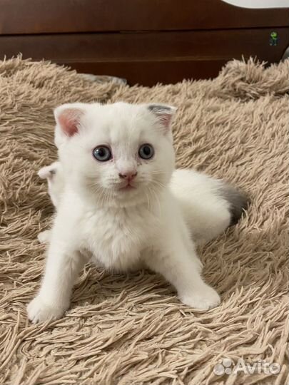 Котята шотландцы