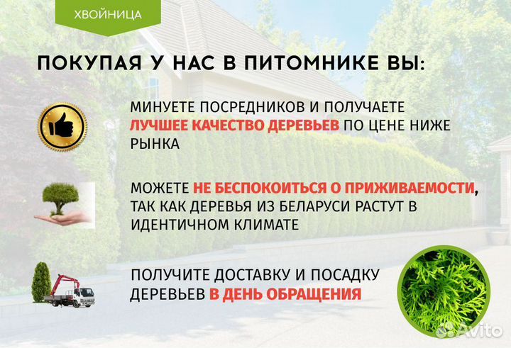 Туи Вип качества Смарагл,Брабант,Колумна 5 м