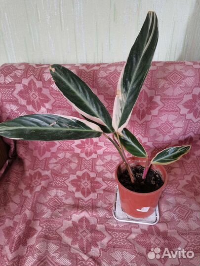 Строманта триколор и Алоказия