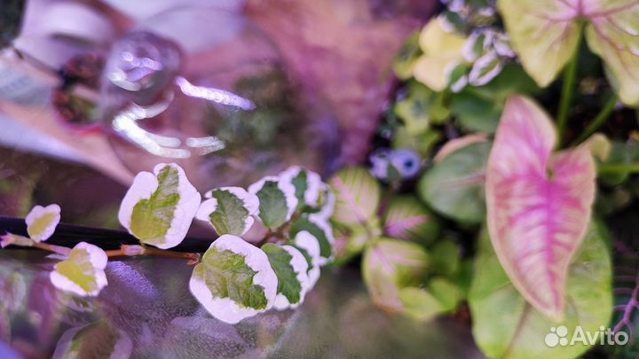 Фикус пумила триколор