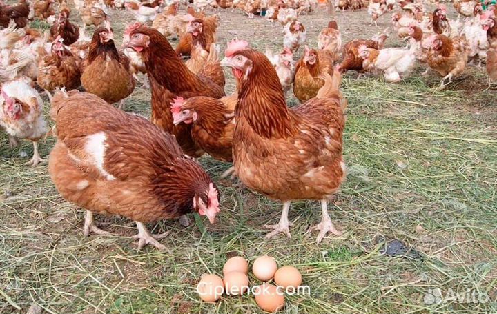 Куры несушки