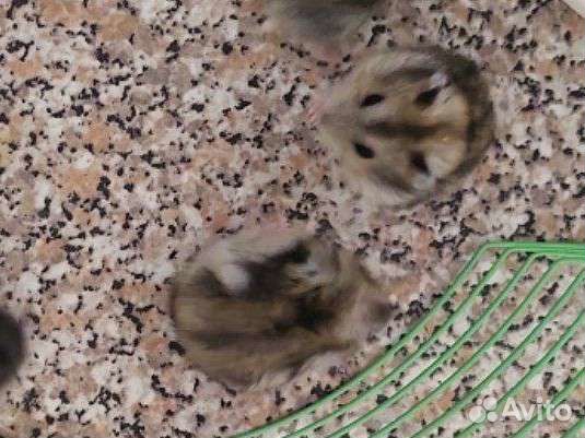 Джунгарский хомяк маленький