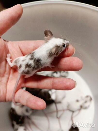 Мышки Декоративные