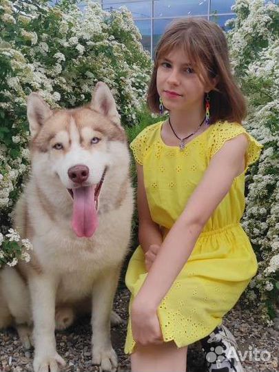 Собака рыжая хаски для красивых фоток