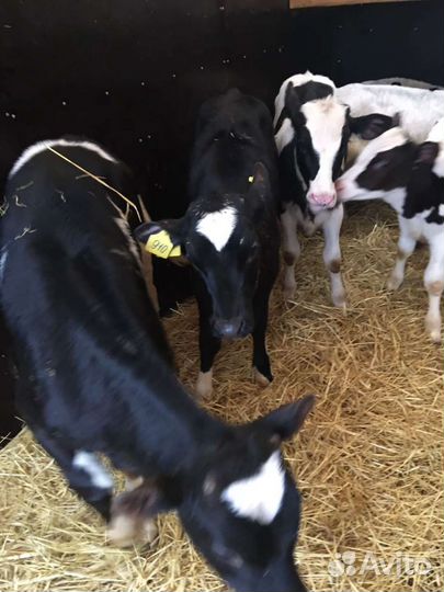 Бычки на откорм. Телочки на племя