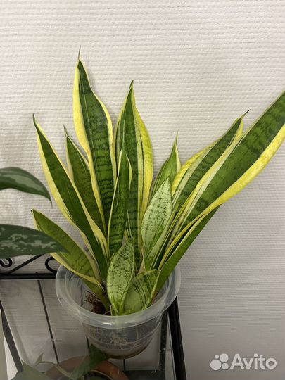 Комнатные растения цветы