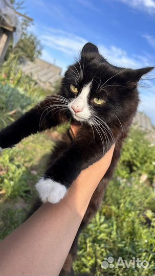 Кошка в дар бесплатно