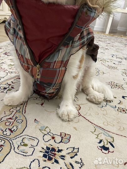 Одежда для собак