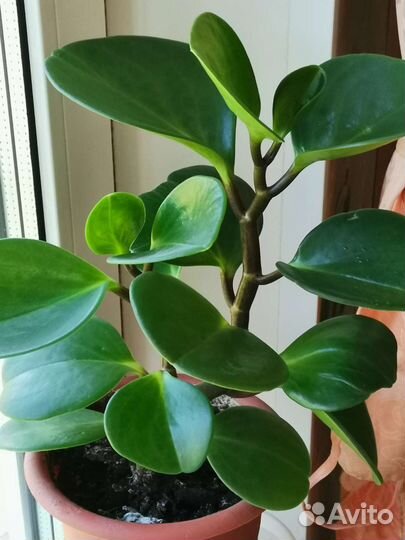 Пеперомия с бесплатной доставкой