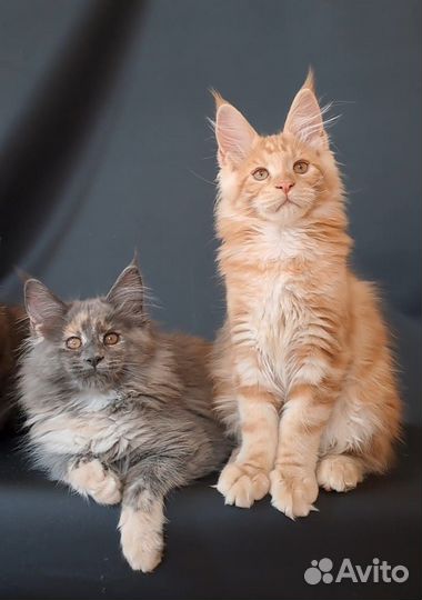 Мейн-кун Котята